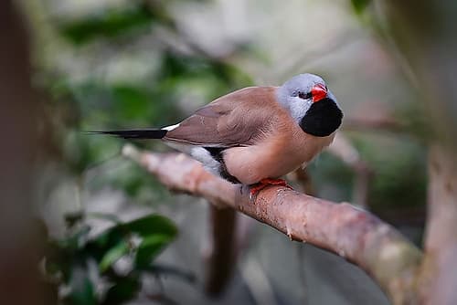 Shaft-tail finch-native to Australia Art Print